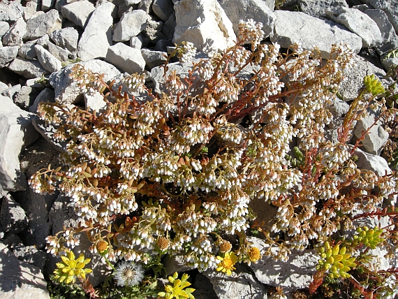 Sedum album